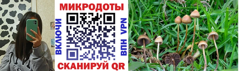 kraken вход  наркошоп  Волхов  Псилоцибиновые грибы прущие грибы 
